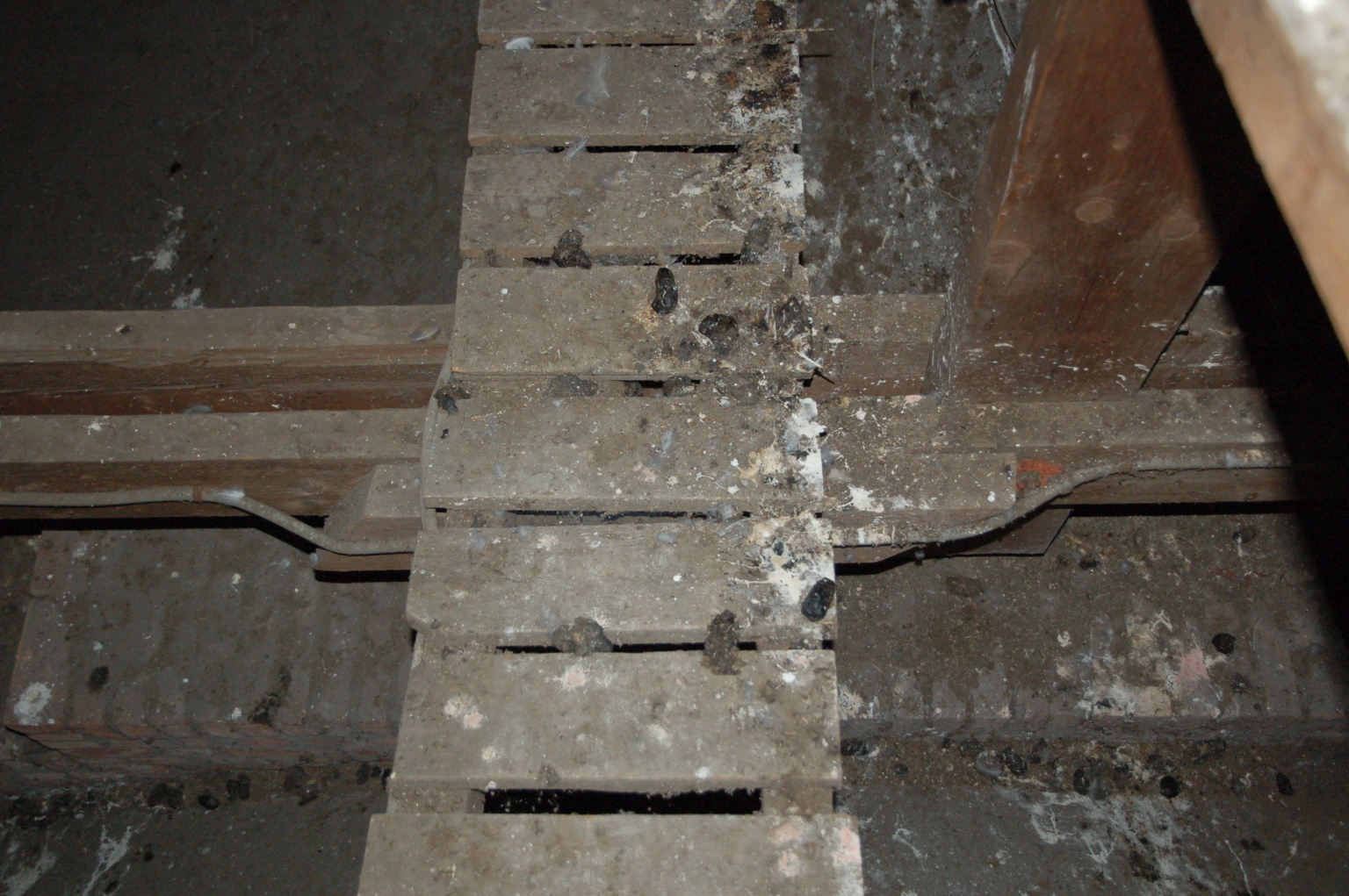 Kerkuilenstront en uilenballen