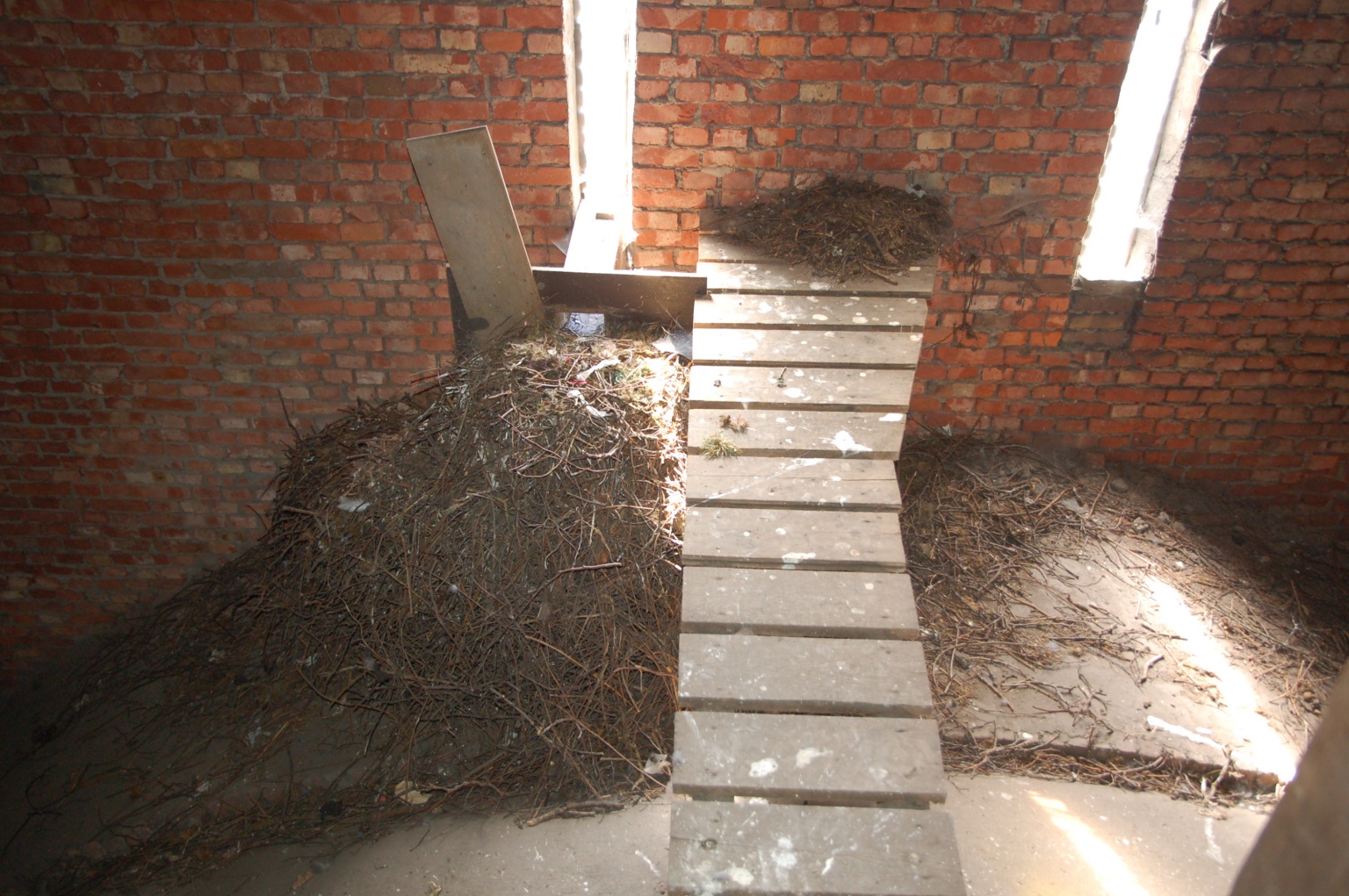 De kauwen hebben hier een paar kubieke meter takjes naar binnengesjouwd