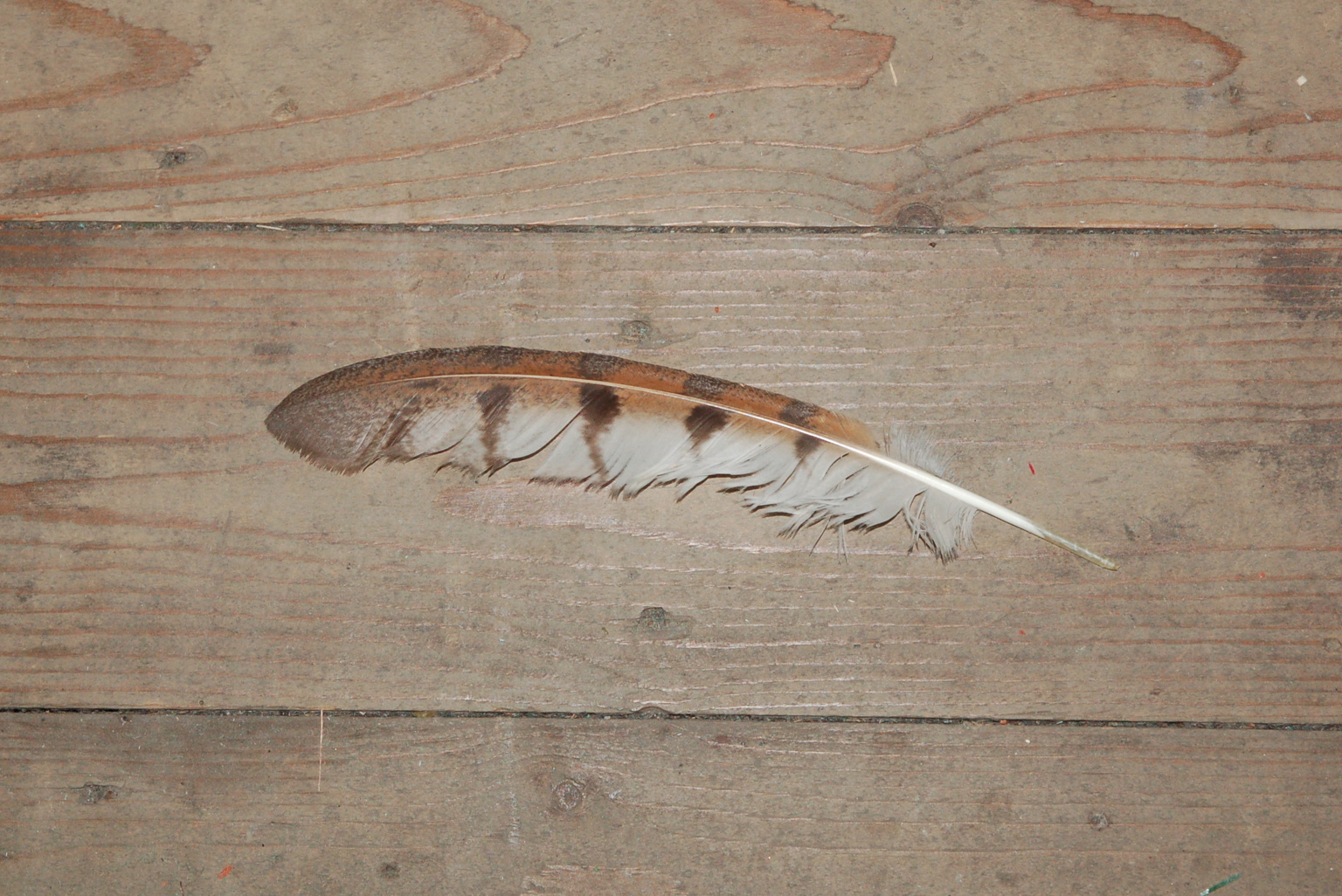 Een slagpen van de kerkuil