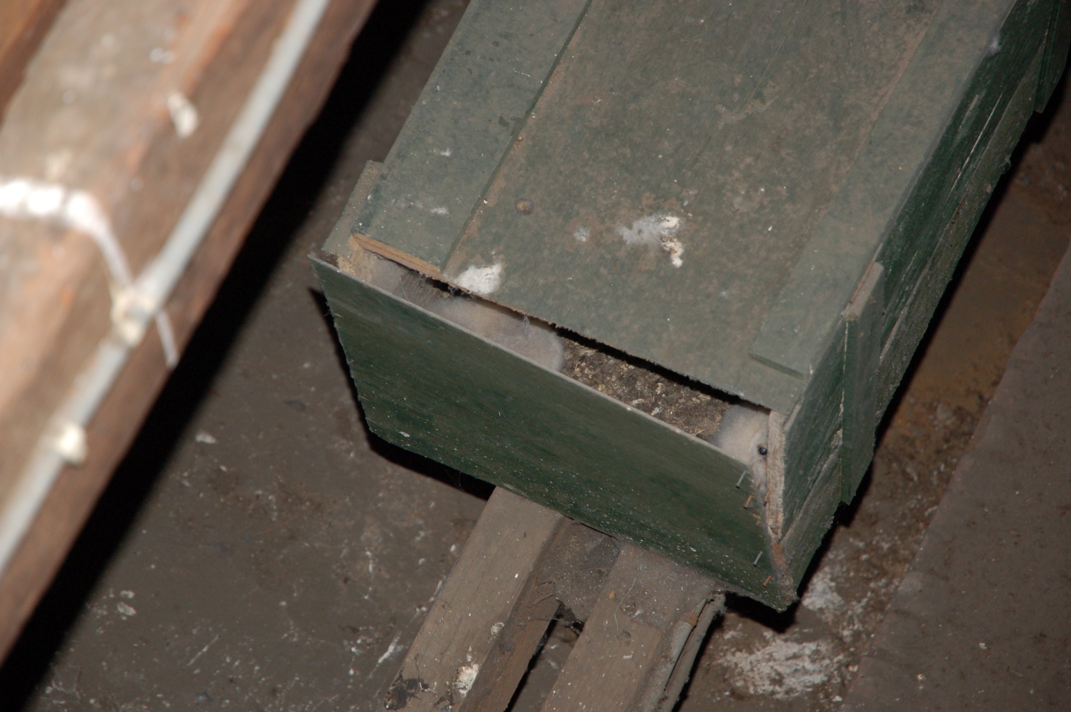 Twee kerkuiljongen in de nestkast